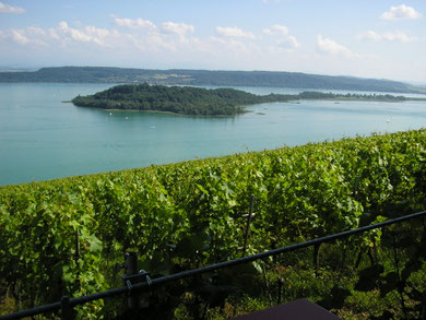 vigne: vin rouge et vin blanc, promenade en bateau
