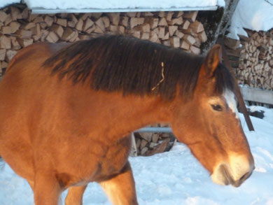 Pferdesport, reiten, Marché concours