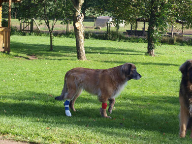 09.10.2012 Auch das Fell ist wieder etwas gewachsen