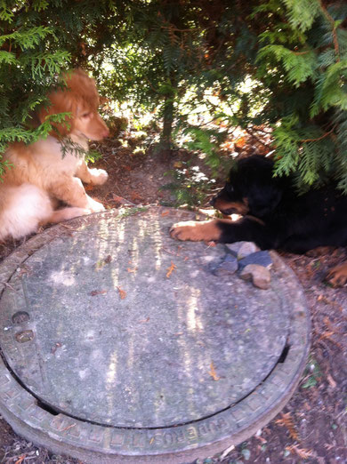 Birdy visits his brother Baki in his new home, 01.04.2013/ Besuch in Bruder Bakis Garten