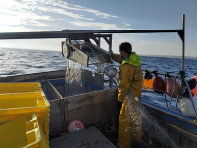 Le filet est déroulé et replacé dans le bac, prêt à repartir à l'eau