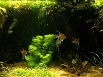 Aquarium