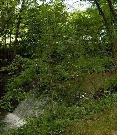 Wasserfall im Wald