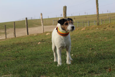 PRT vom Glockenhof Welpen Zucht Zwinger PRT vom Glockenhof jagdlich geführte Parson Russell Terrier Zuchthündin Zuchtrüde