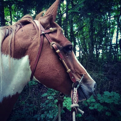 slobbers straps western équitation cheval