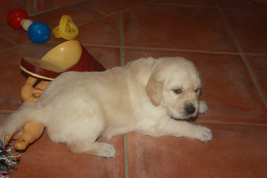 Gallic-Diego