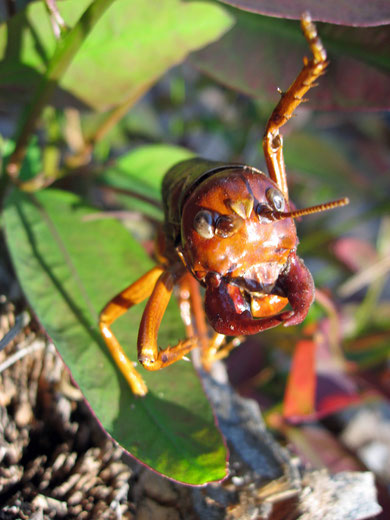 Mandibole da orco, ma si tratta di una locusta gigante