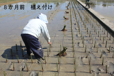 ビーグの植え付け