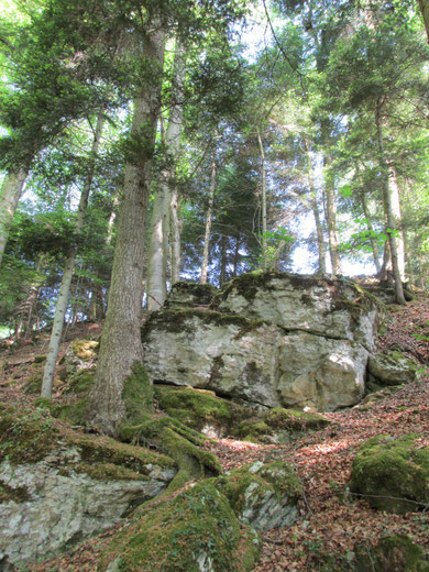 Stein- und Waldkräfte ............. .