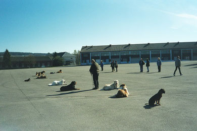 Training des Hundeclubs