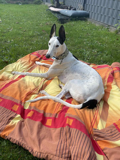 Oreo (Timoti) blüht nun in Nettetal so richtig auf. 