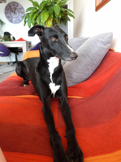 Moncho lebt nun in Hannover und genießt sein neues Leben in vollen Zügen.