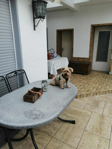 Momo hat in seinem neuen Zuhause in Ahrweiler alles im Blick.
