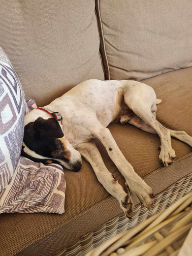 Senior Casper fand sein Traumzuhause in Harsewinkel.