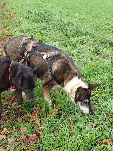 Hundeoma Kaya erschnüffelt jetzt die Umgebung von Hörstel. 