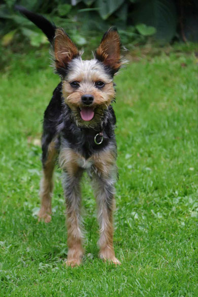 Bruno