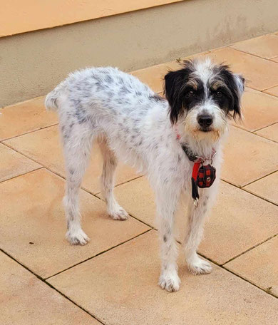 Benji (Melon)   