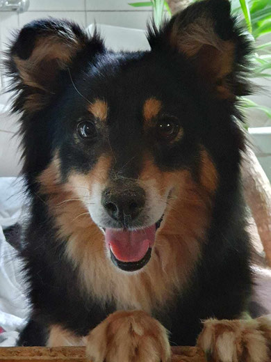 Trux (Oskar) wurde in Siggelkow sehnlichst erwartet. 
