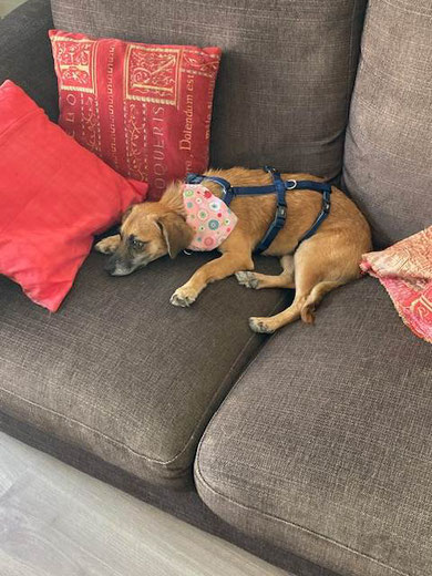 Wally (Glade) fand ihr Sofa in Bodensee.