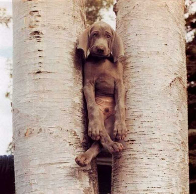 Fauler Hund!!! 