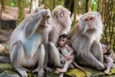 Monkey Forest Ubud. Gianyar regency in Bali.