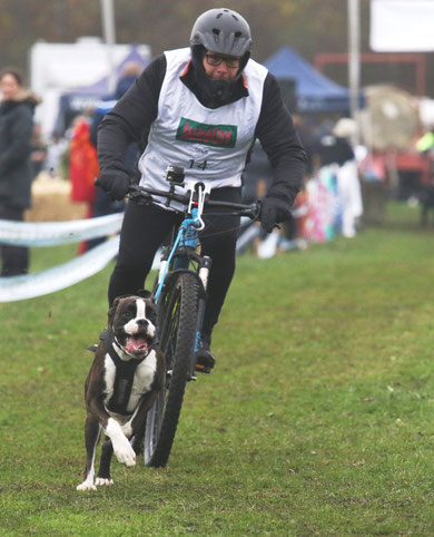 strong dog Boxer Hund vonderwaldnielerheide  Bikejöring