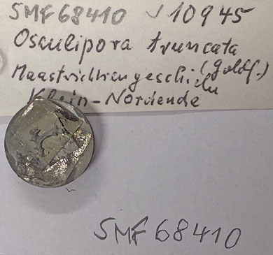 Senckenberg, Bryozoa, Bryozoen, Moostierchen, Sammlung Voigt