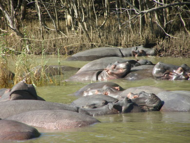 Hippopotames qui font la sieste