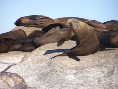 Otaries sur "L'Ile aux phoques" d'Houtbay