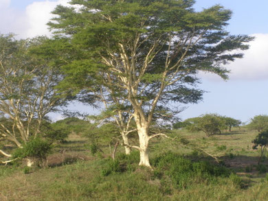 Arbre à fièvre