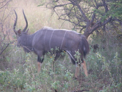 Nyala mâle