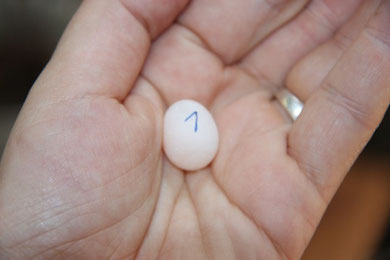 Juhu - das erste Ei im Nistkasten wurde am 29.5.2012 von Pearl gelegt! Hoffentlich ist es auch befruchtet!