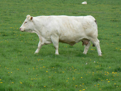 Selon Claude, cette mémère pése presque une tonne ! ! un bel animal de concours .