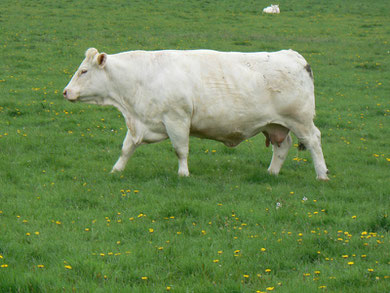 Selon Claude, cette mémère pése presque une tonne ! !   un bel animal de concours .