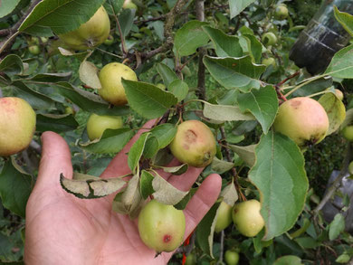 dégâts sur pomme red burn