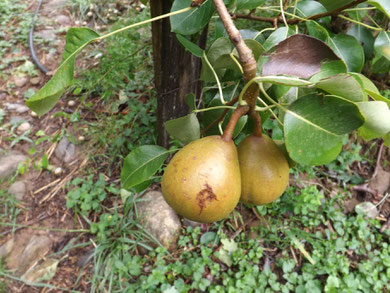 dégâts sur poire Angélys