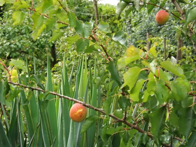 dégâts sur abricots