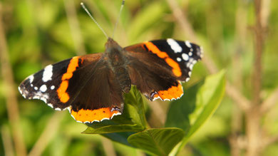 Papillon Vulcain (Vanessa atalanta)