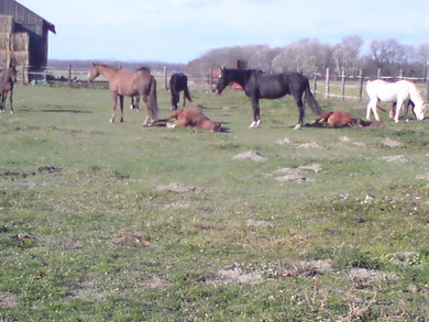 Genuß der letzten Novembersonne 2010 ! :-)