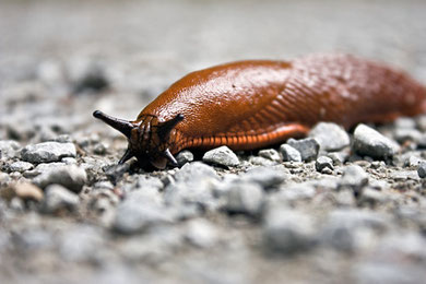 Mittel gegen Schnecken