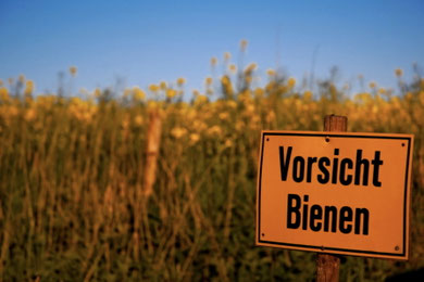 Mittel gegen Bienen