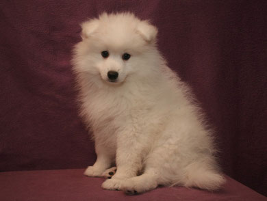 A Wurf Ii Unsere Japan Spitz Und Kleinspitz Hobby Zucht Dreamfromrussia A Wurf Ii Unsere Japan Spitz Und Kleinspitz Hobby Zucht Dreamfromrussia