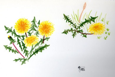 dandelion, Tanpopo