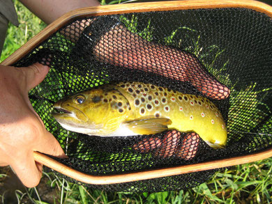 Brown-Trout