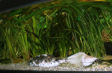 Clarias batrachus: Froschwelsbecken