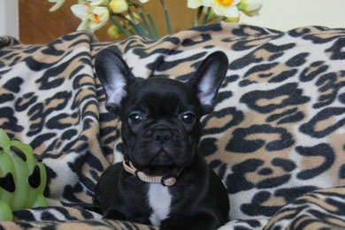 Chocolate puppies 2013