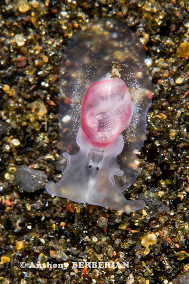 Bullina sp.1