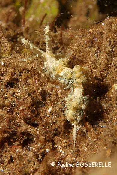 Baeolidia scottjohnsoni anc Berghia japonica