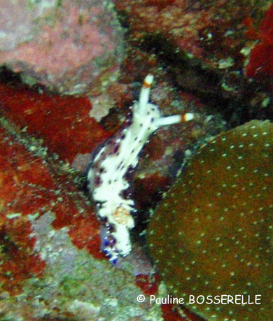 Hypselodoris maculosa