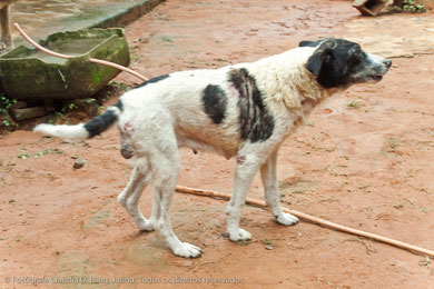 Um cachorro seriamente doente com tumores - sem tratamento.